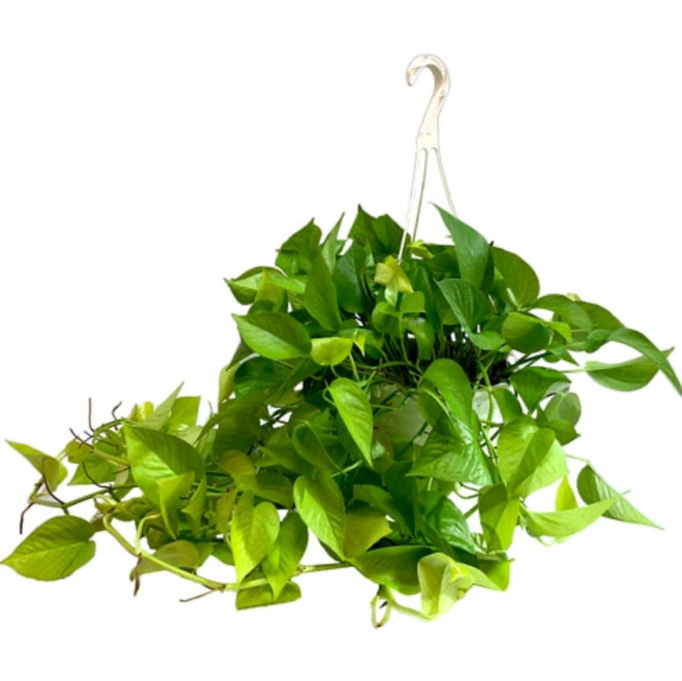 Epipremnum aureum &