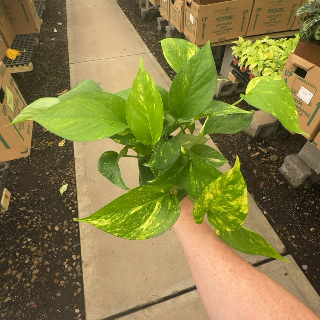 Intro to Plant Parenthood