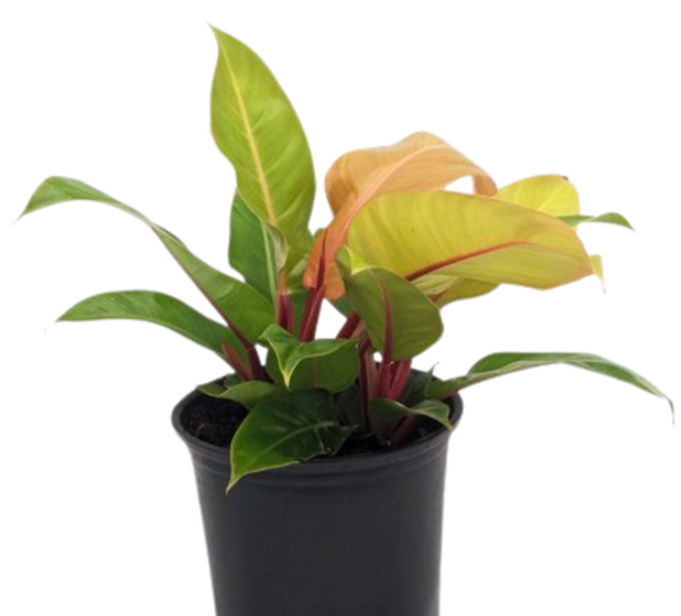 Philodendron erubescens &