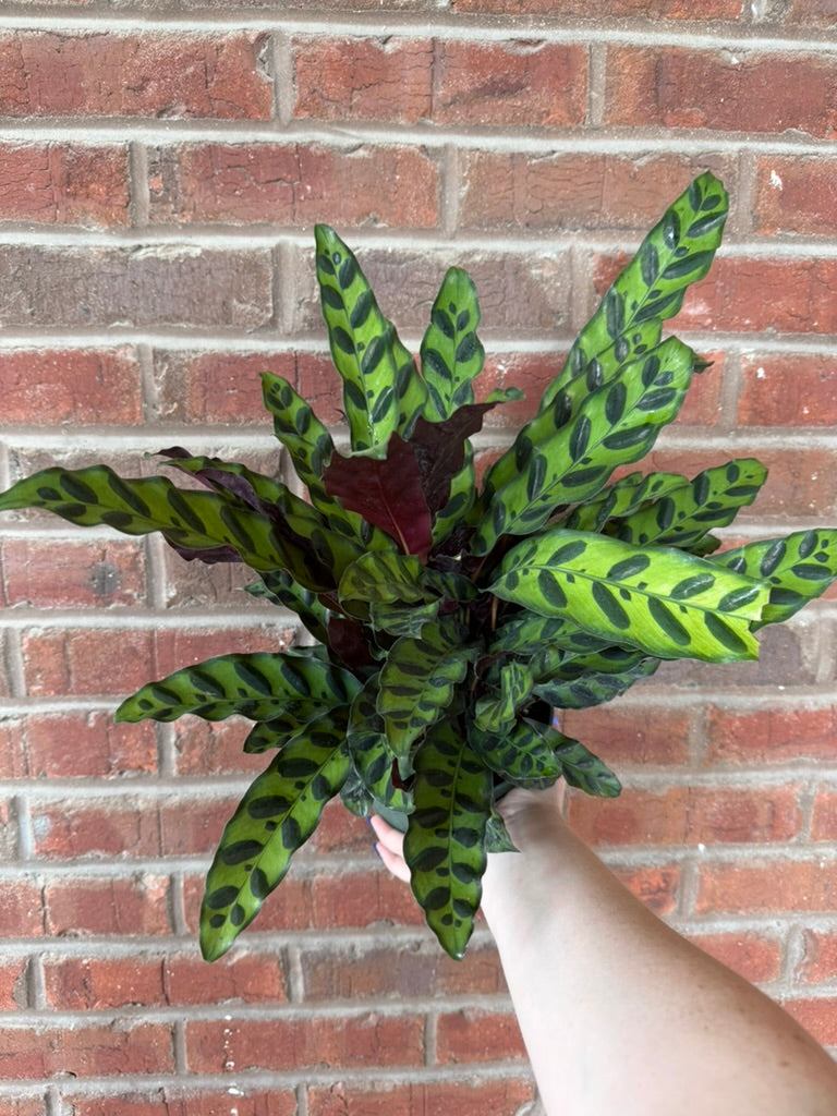 Calathea Lancifolia | Rattlesnake Calathea