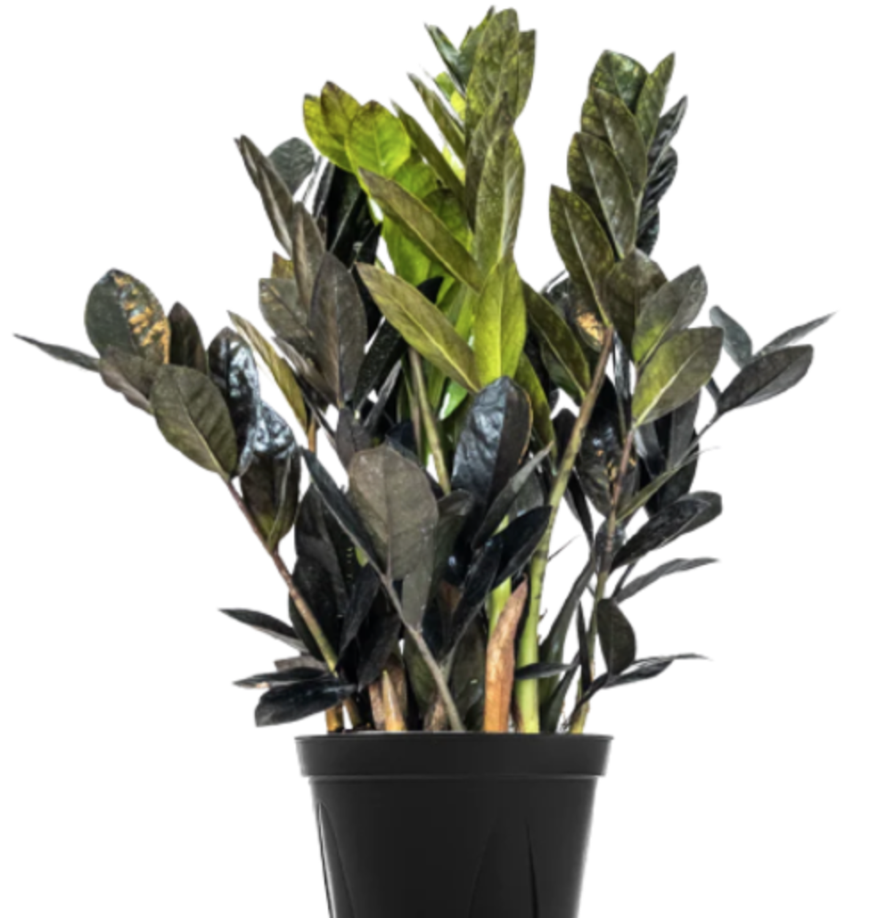 Zamioculcas Zamiifolia &