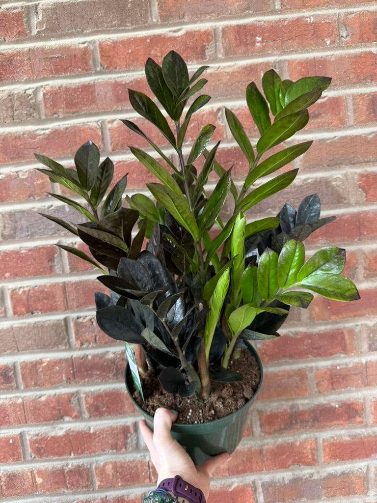 Zamioculcas Zamiifolia Oscura Black &
