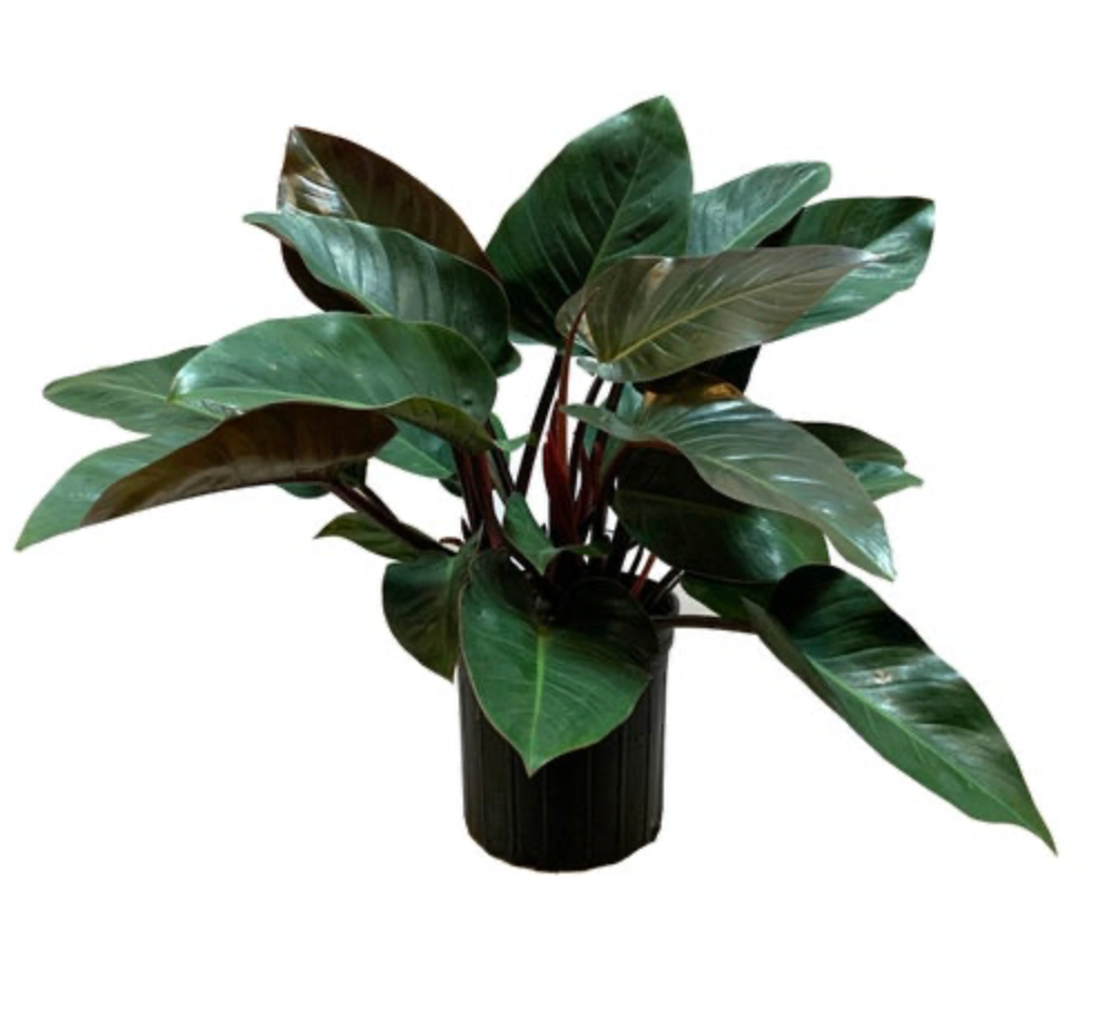 Philodendron tatei &