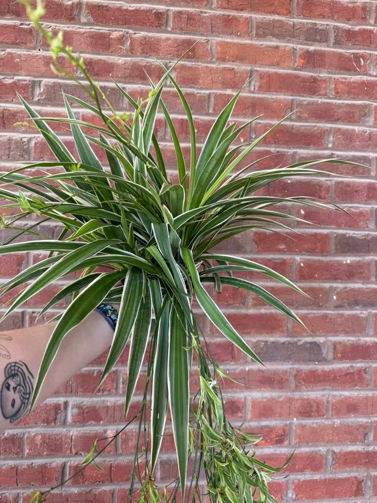 Chlorophytum Comosum | Spider Plant - Reverse Variegation