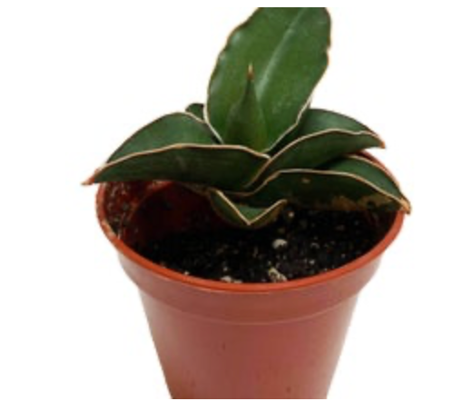 Dracaena Ehrenbergii ‘Samurai’