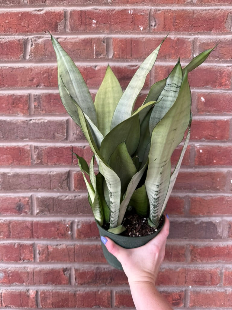 Dracaena trifasciata &