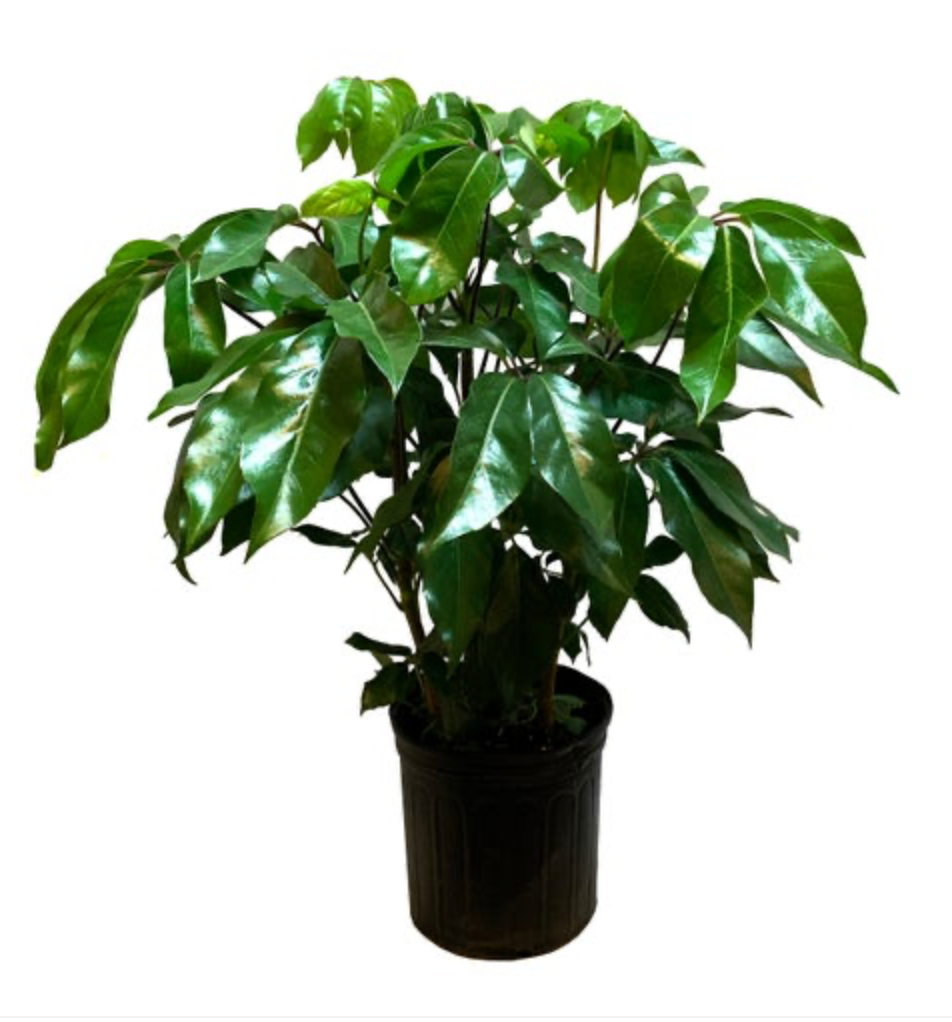 Schefflera actinophylla &