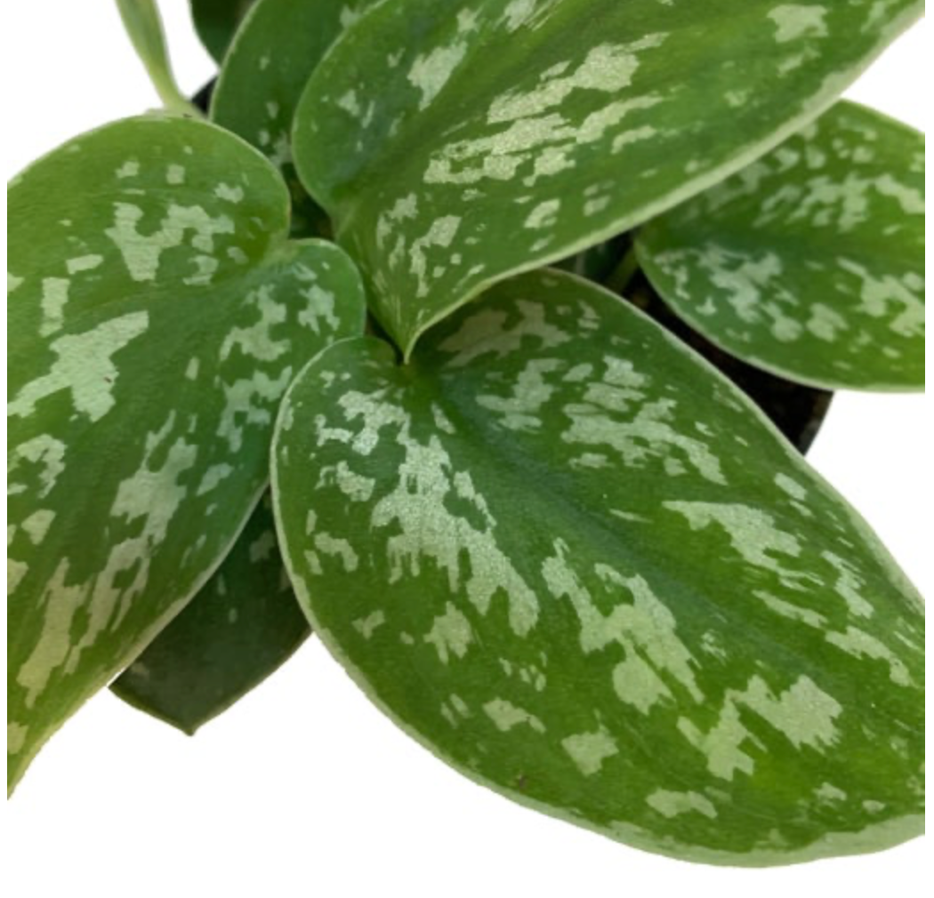 Scindapsus pictus &