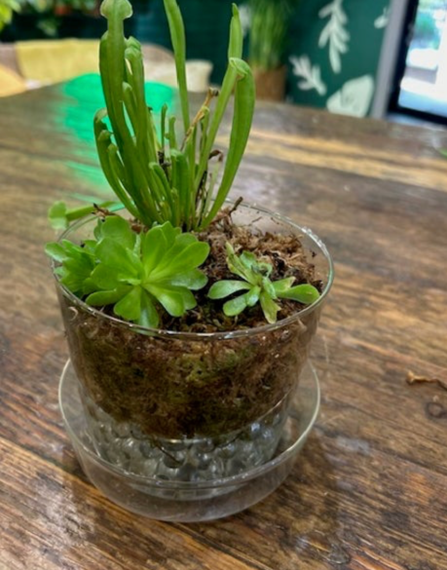 Carnivorous Bog Garden Workshop