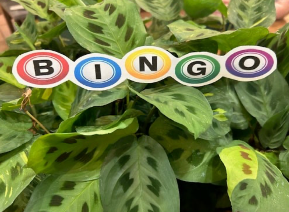 Plant BINGO
