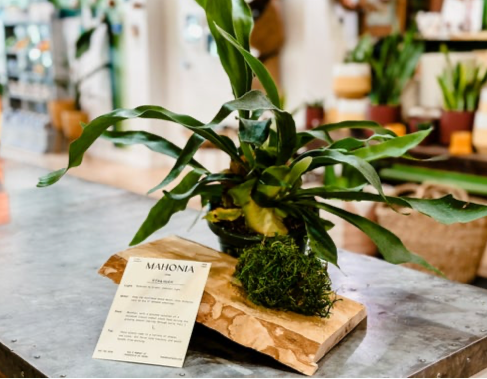 Staghorn Mounting Workshop