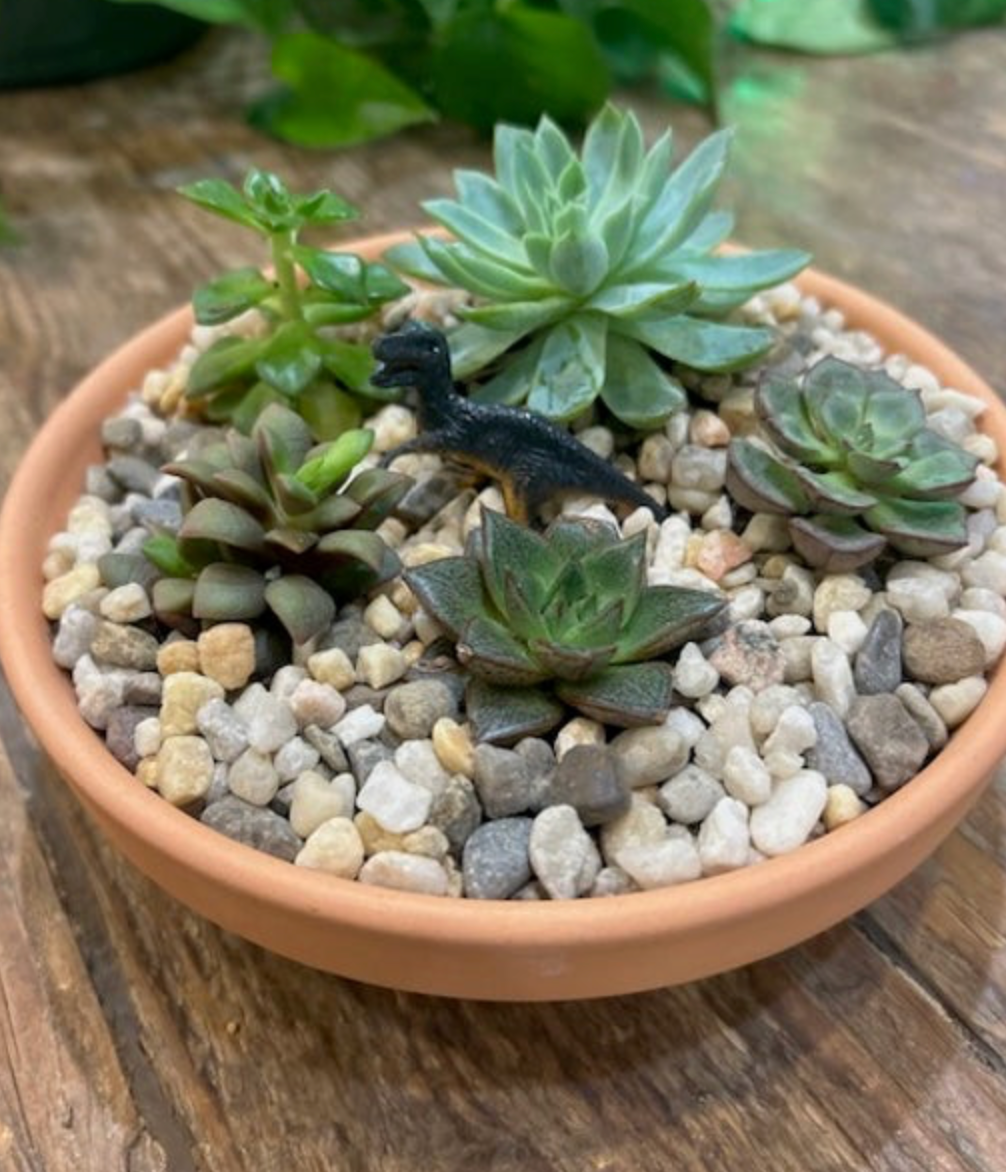 Succulent Garden Workshop