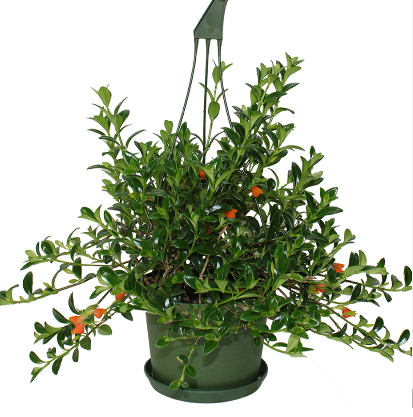 Nematanthus &