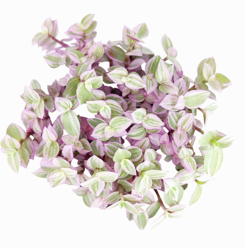 Callisia repens &