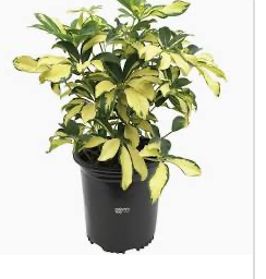 Schefflera arboricola &