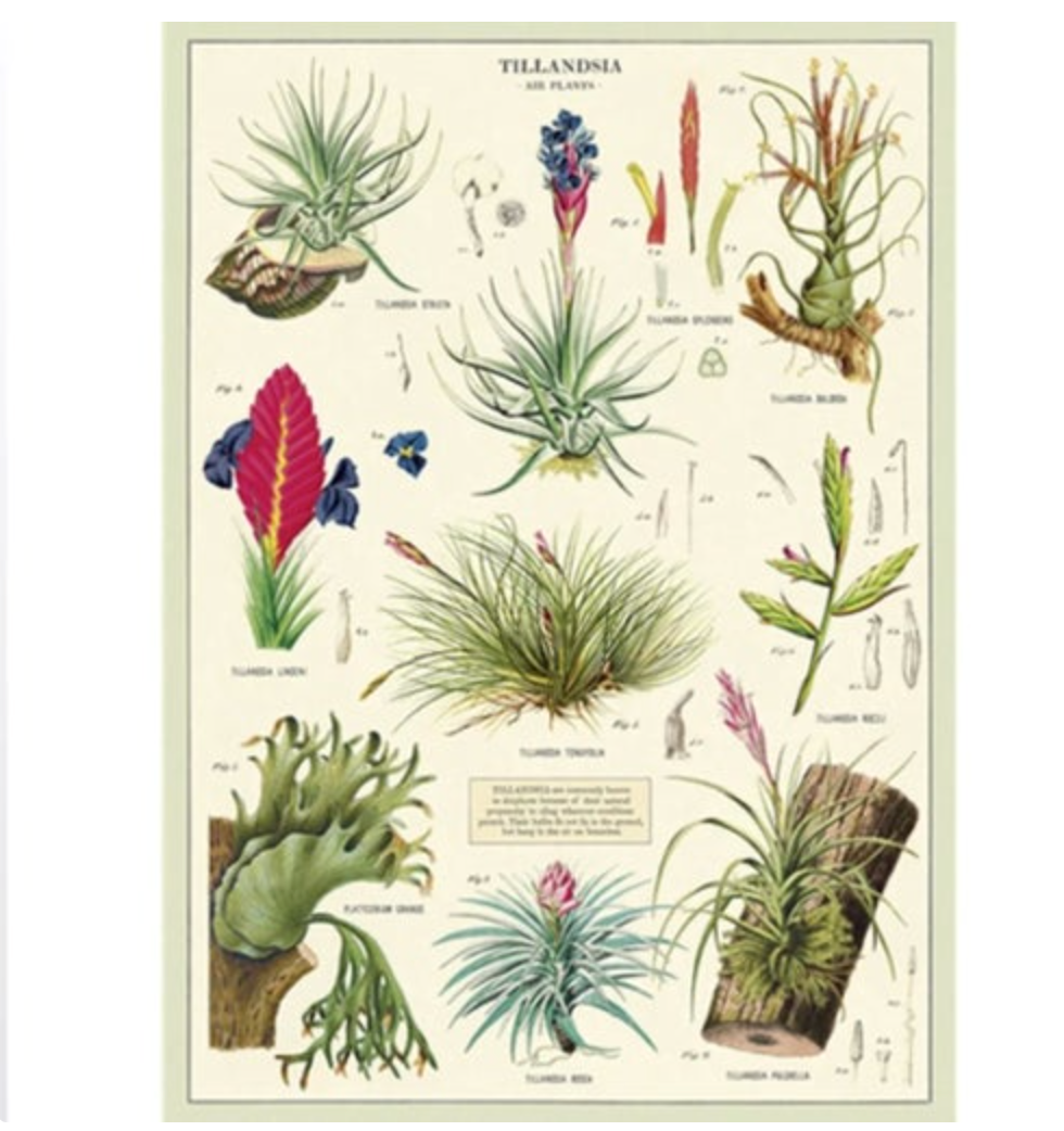 Botanical Poster with Hanging Kit