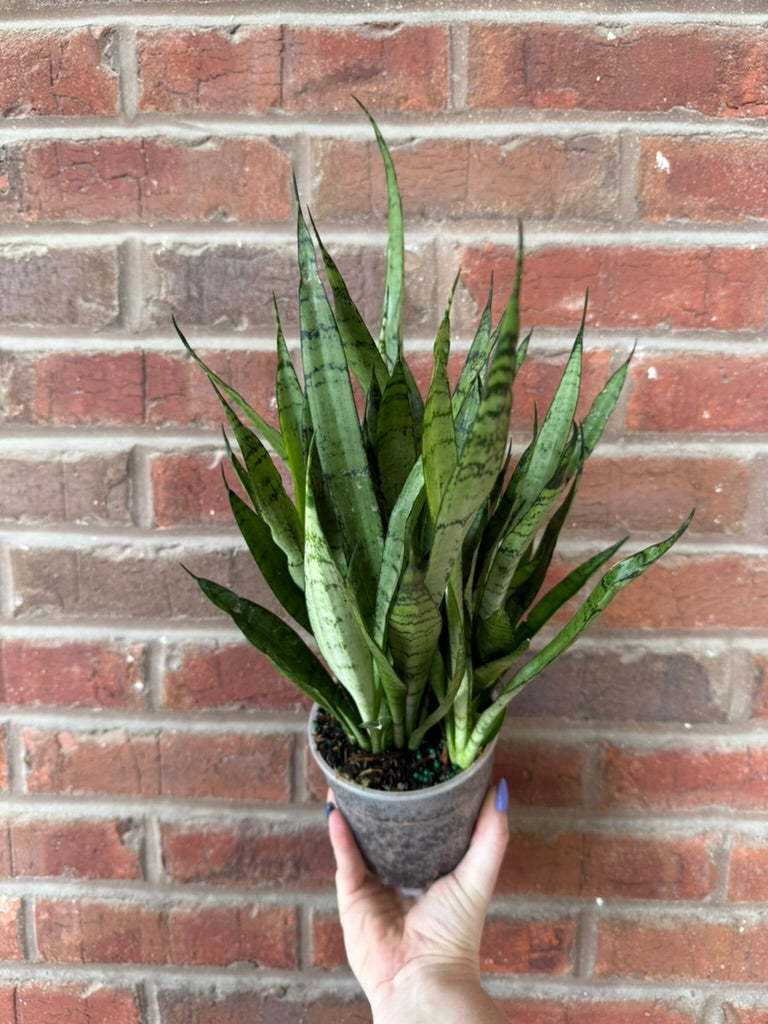 Dracaena &