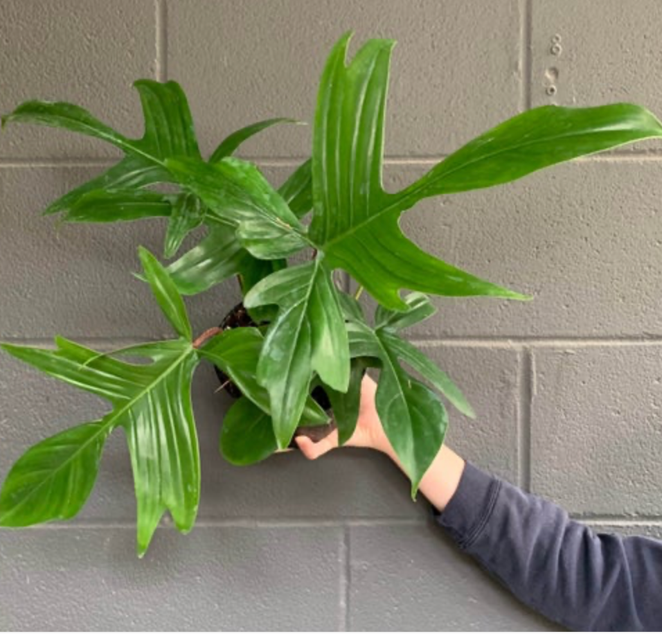 Philodendron &