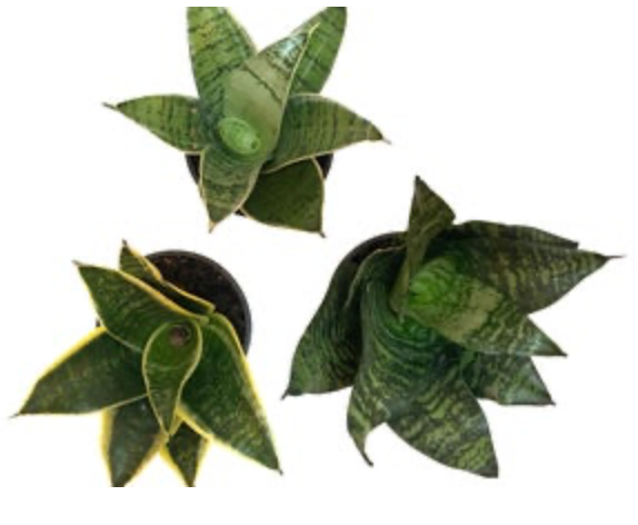 Dracaena trifasciata &