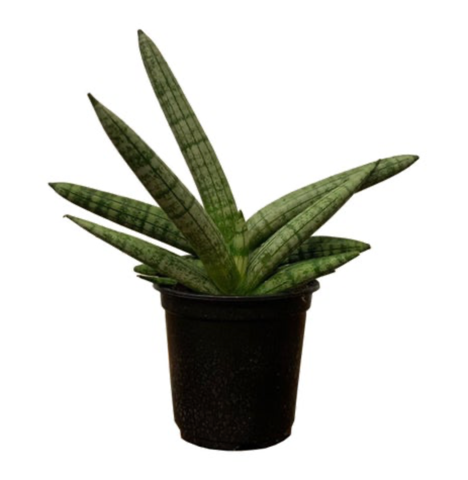 Dracaena Boncel &