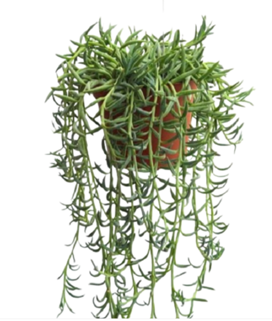 Curio radicans | String of Bananas