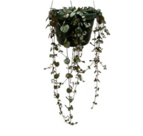 Ceropegia Woodii | String of Hearts