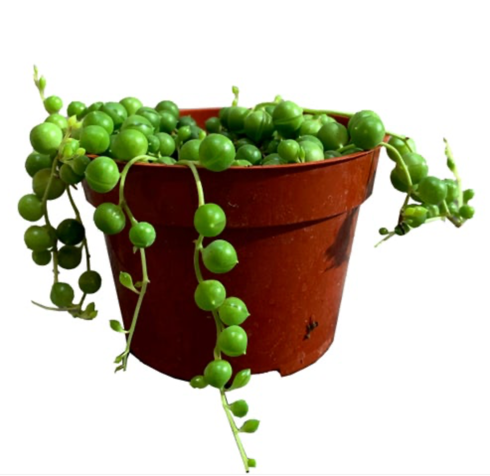 Senecio rowleyanus | String of Pearls