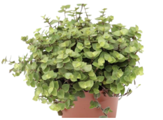 Callisia Repens "Turtles" | Turtle Vine