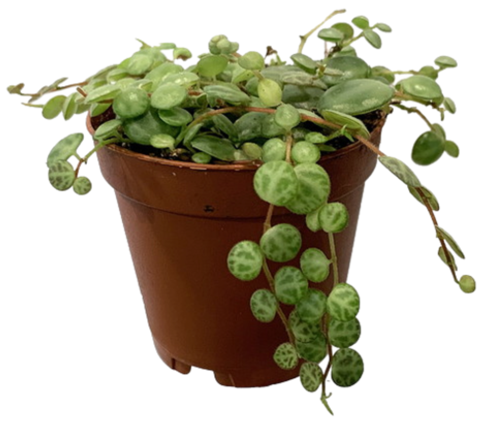 Peperomia prostrata &