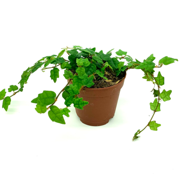 Ficus quercifolia | String of Frogs