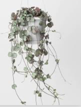 Ceropegia Woodii &