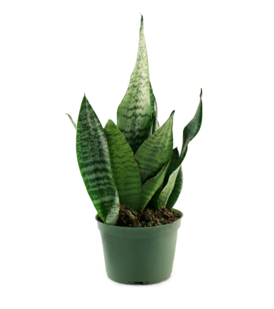 Dracaena &