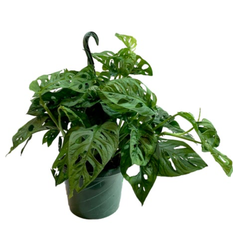 Monstera adansonii | Swiss Cheese Plant