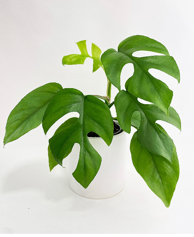 Rhaphidophora Tetrasperma | Mini Monstera