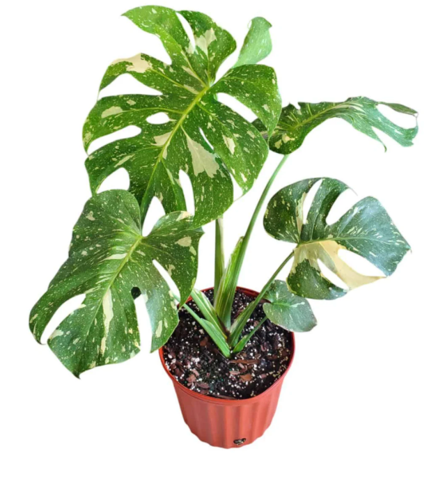 Monstera deliciosa &