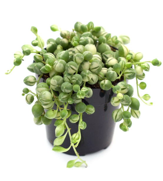 Senecio rowleyanus f. variegatus | Variegated String of Pearls