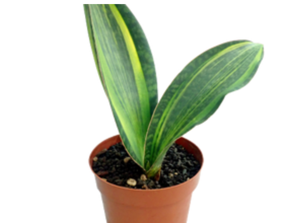 Dracaena Masoniana &