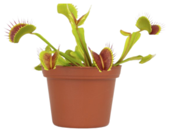 Dionaea Muscipula &