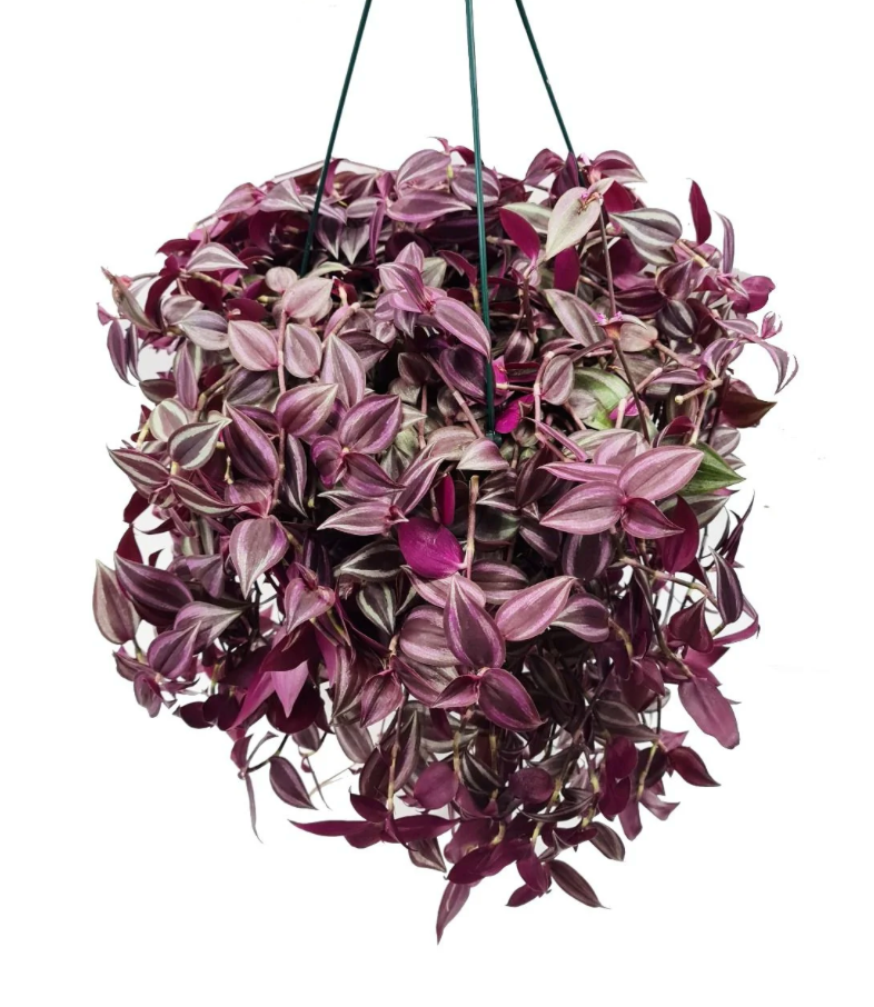 Tradescantia zebrina &