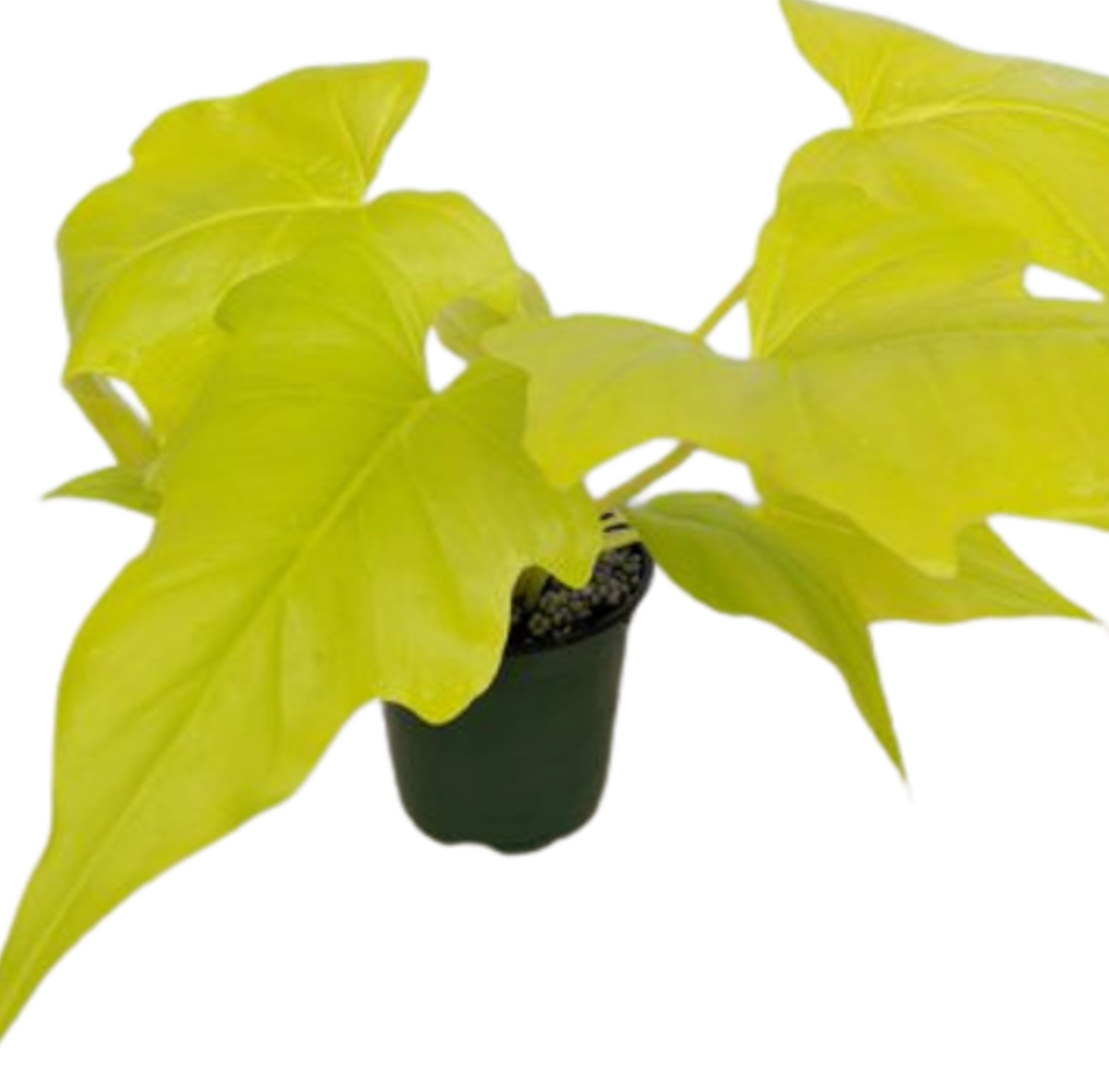 Philodendron warscewiczii &
