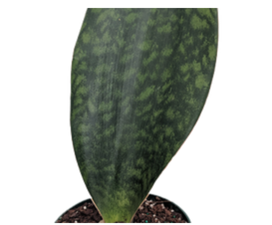 Dracaena Masoniana &
