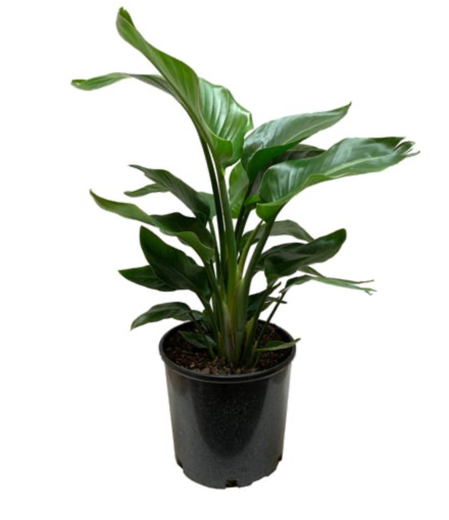Strelitzia nicolai | Orange Bird of Paradise