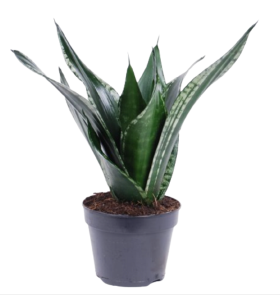 Dracaena trifasciata &