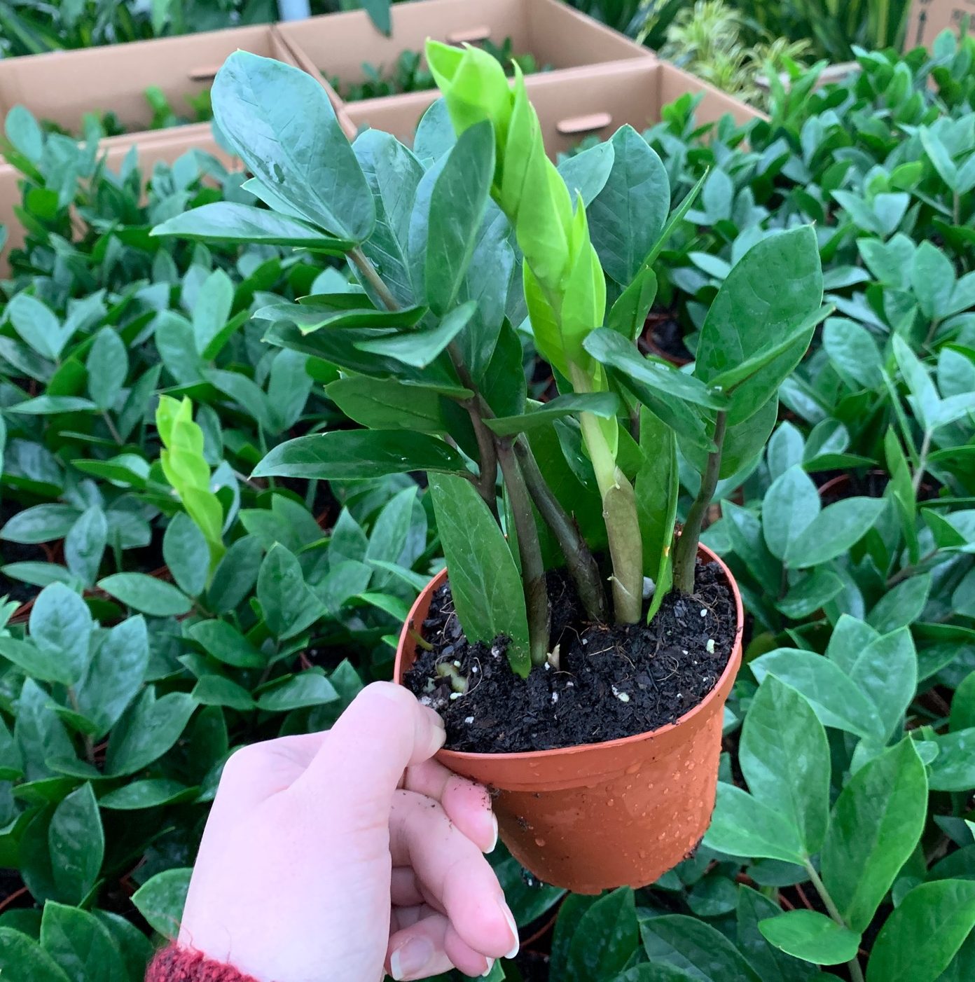 Intro to Plant Parenthood