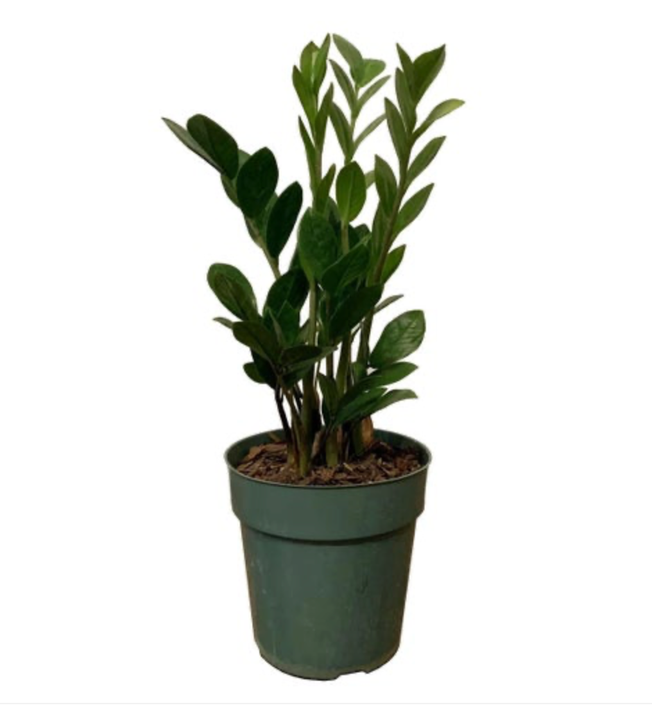 Zamioculcas Zamiifolia &