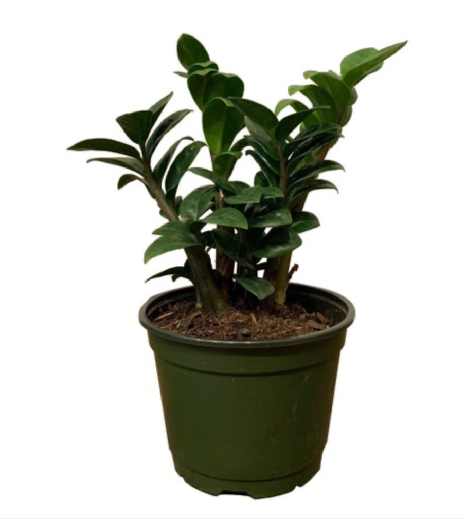Zamioculcas Zamiifolia &