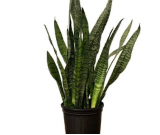 Dracaena &