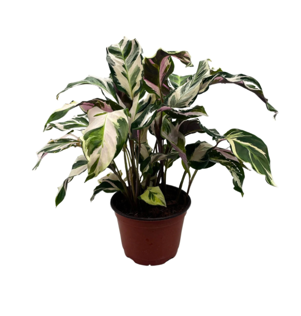 Calathea &