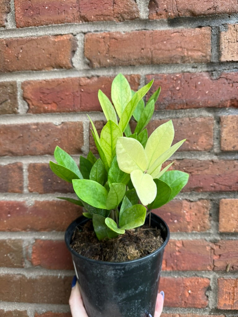 Zamioculcas Zamiifolia &