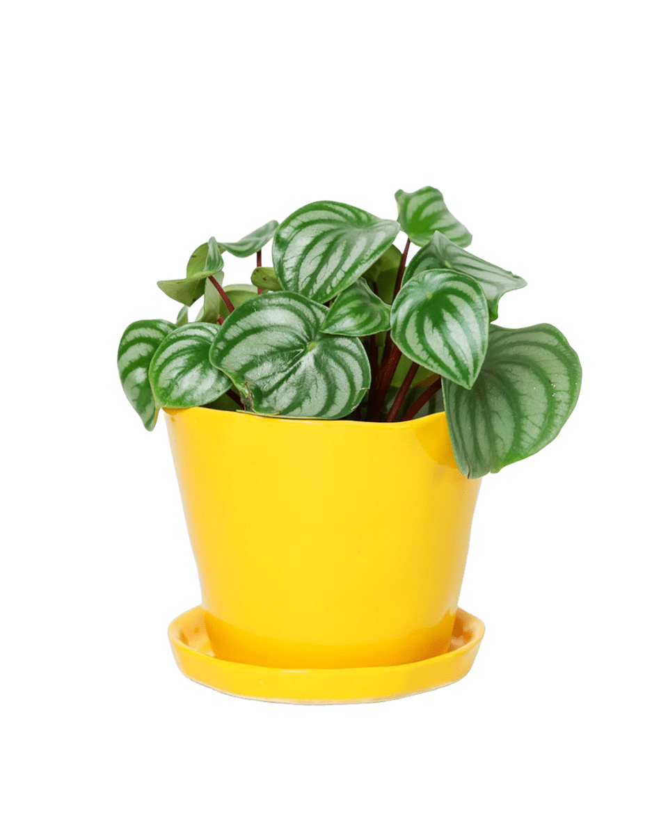 Tika Pot with Saucer